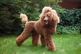 Poodle